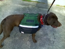 Maggie Adjusting To Her New Pack by BobTheBuilder in Section Hikers