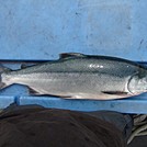 Sockeye Salmon by JahReid in Faces of WhiteBlaze members