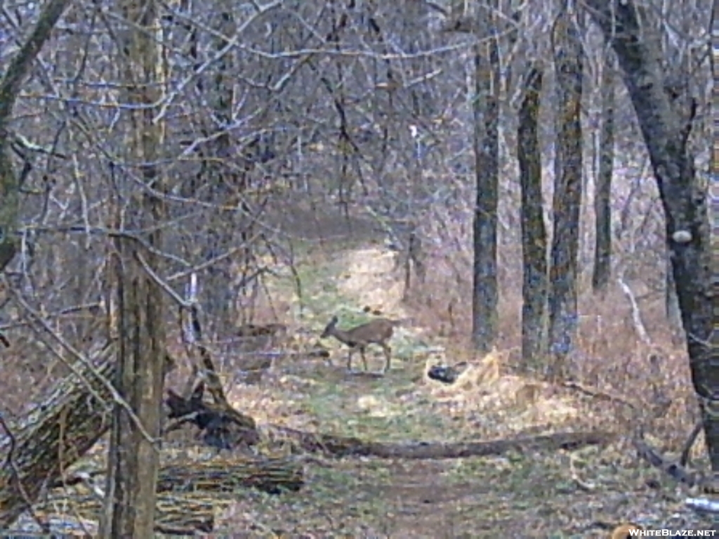 deer in snp