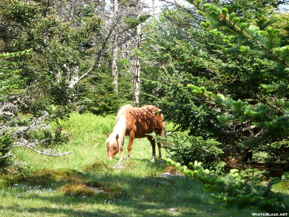 Blondie at Grayson Highlands