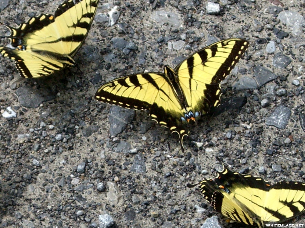 Eastern Tiger Swallowtails