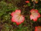 Fall Leaves in August