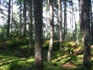 MaineForest