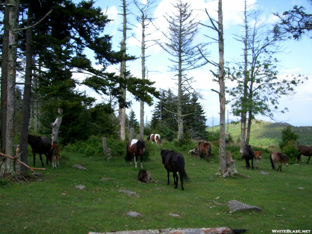 Grayson Highlands Nursery