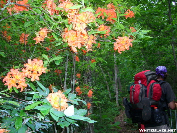 Hiking Thur Flame Azalea