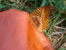 Inquisitive Butterfly