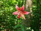 Trout Lily