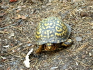 Turtle 2