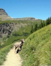 day hike highline trail glacier park