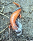 Newts/Salamanders?