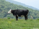 The Elusive Holstein (bos taurus) by D'Artagnan in Wildlife (contest)