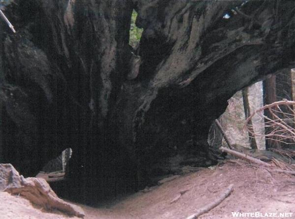 sequoia root