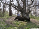 Gnarly Old Tree by LovelyDay in Views in North Carolina & Tennessee