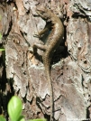 Eastern Fence Lizard