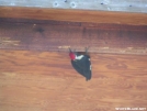 Pileated Woodpecker by LovelyDay in Birds