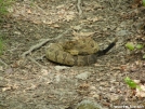 Timber Rattlesnake by LovelyDay in Snakes