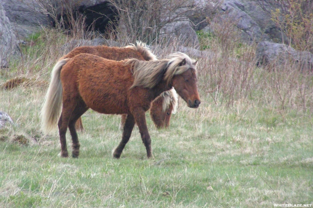 Feral Pony