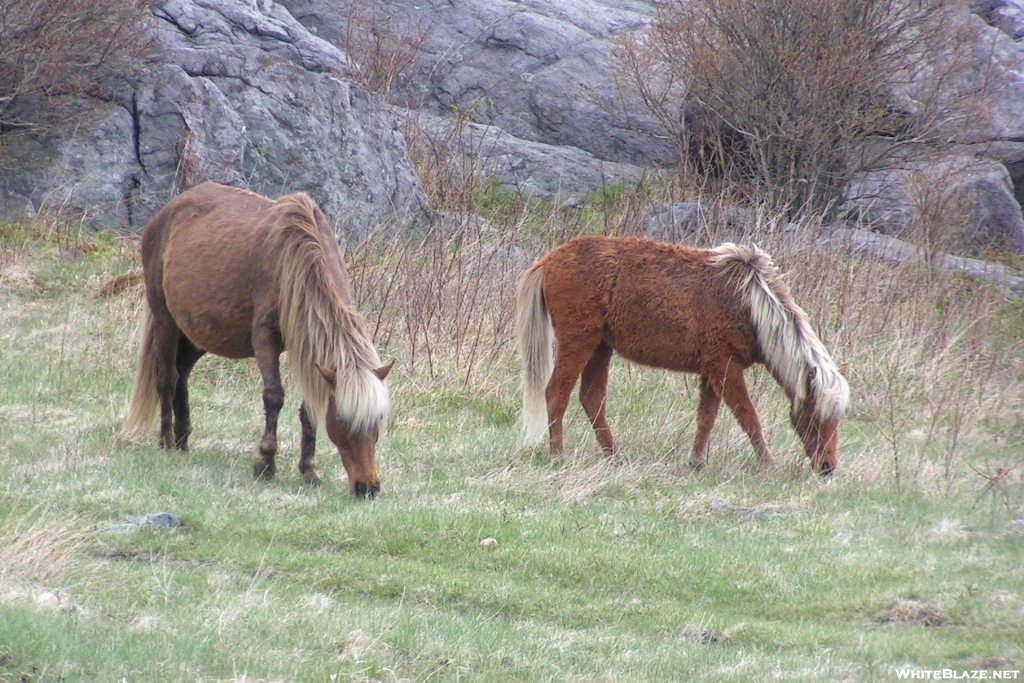 Wild Ponies