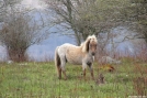 Wild Pony