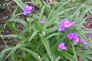 Va Spiderwort by LovelyDay in Flowers