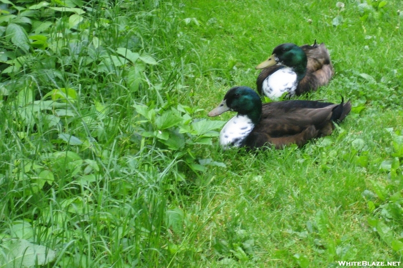 Ducks