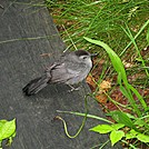 Catbird by LovelyDay in Birds