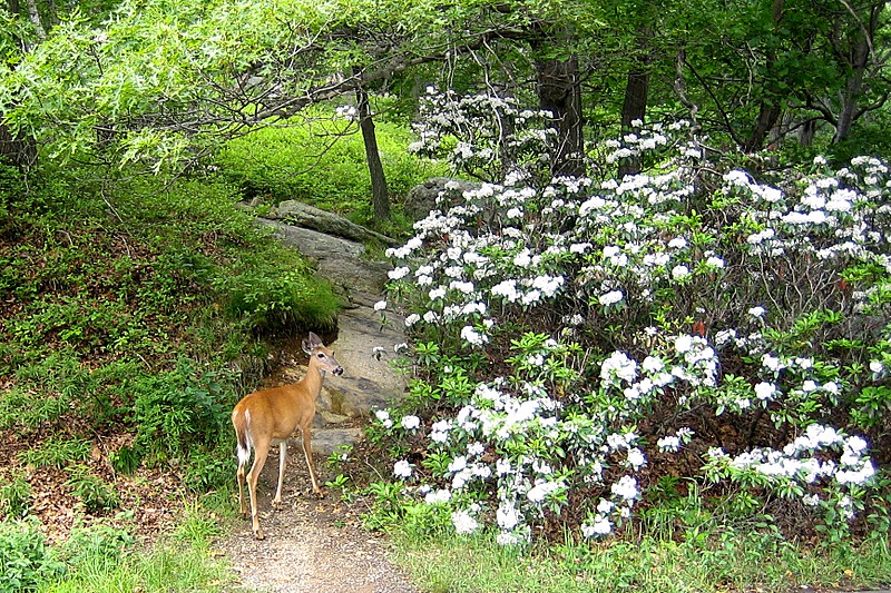 Mountain Laurel