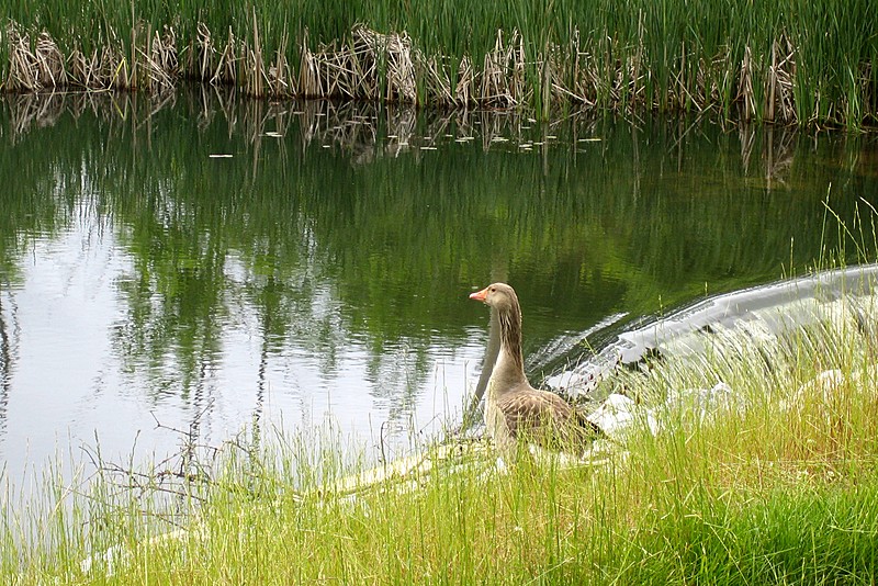 Gray Goose