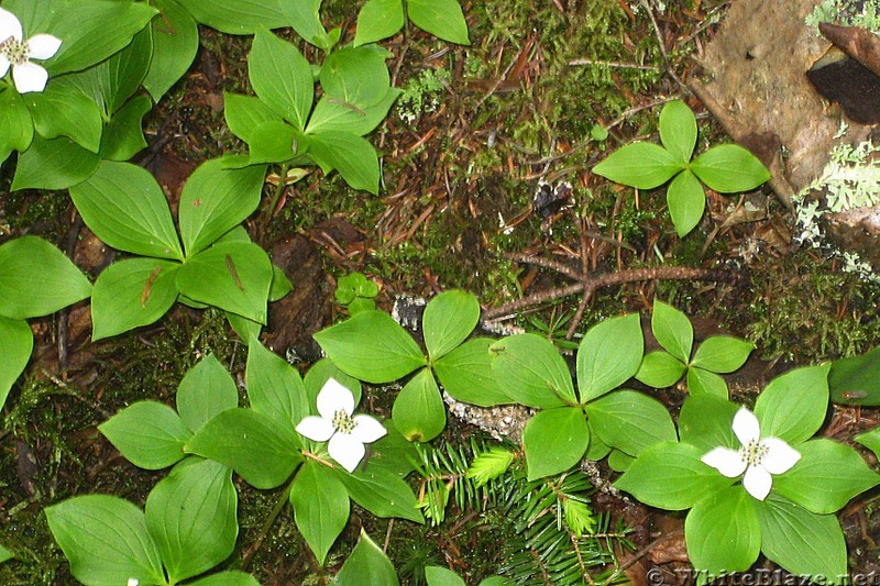 Bunchberries