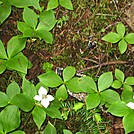 Bunchberries by LovelyDay in Flowers