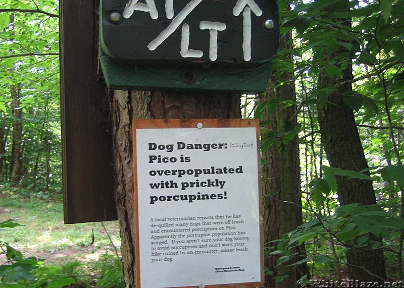 Doggie Danger