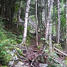 Gnarly Roots by LovelyDay in Trail & Blazes in Vermont