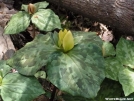 Trillium by LovelyDay in Flowers