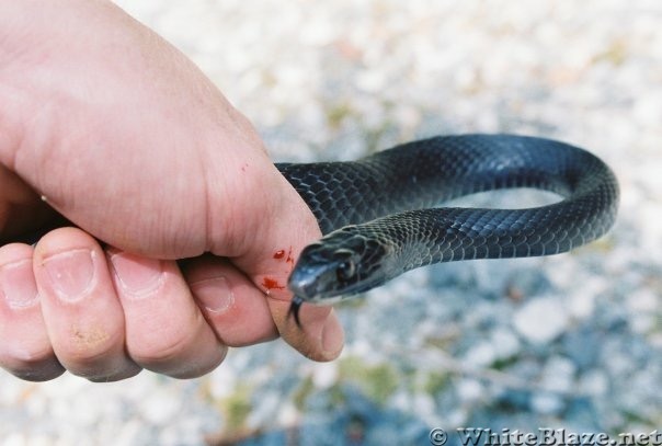 Black Racer