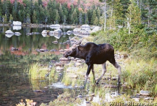 Moose Calf