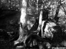 Trees holding hands by Baby Blue in Views in Maine