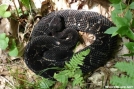 Rattlesnake by Baby Blue in Snakes