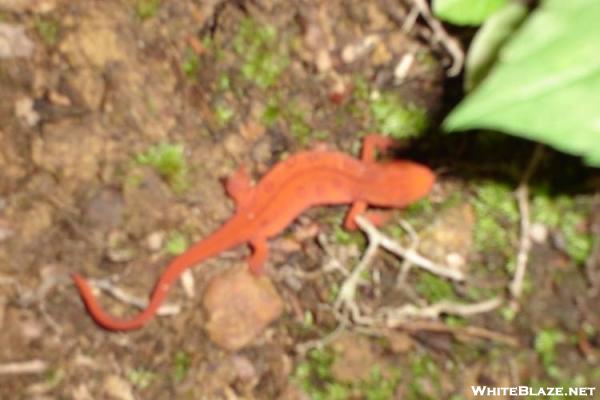 Orange Salamander