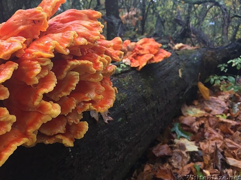 Cool fungi at Lewis Mountain