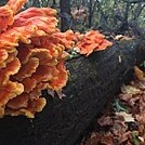 Cool fungi at Lewis Mountain
