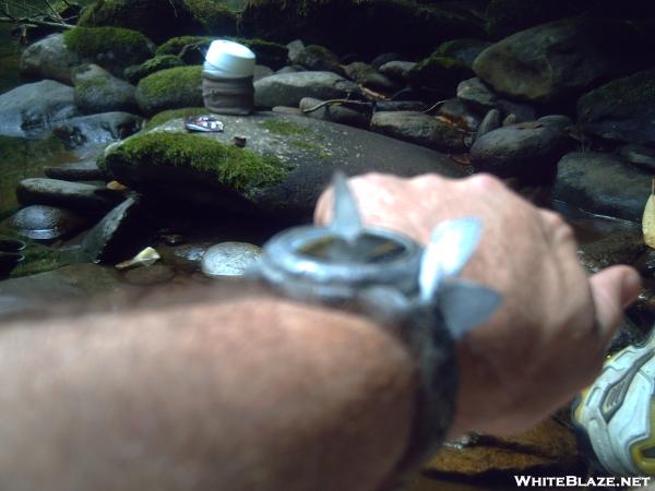 Butterflies checking the time