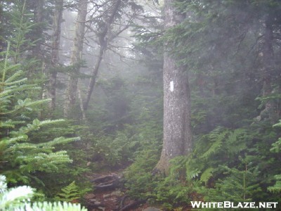 A Foggy Trail In Vermont