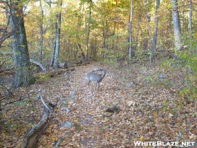 Deer On Patrol