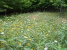 Flowers In Vermont