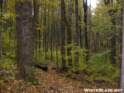 Autumn Trail In Shenandoah