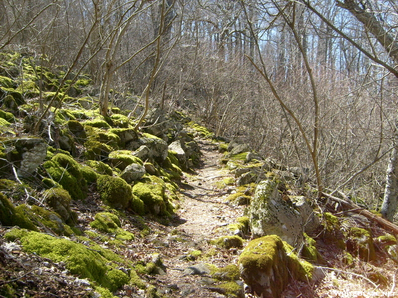 A Mossy Trail