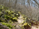 A Mossy Trail