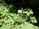 Vermont Flower