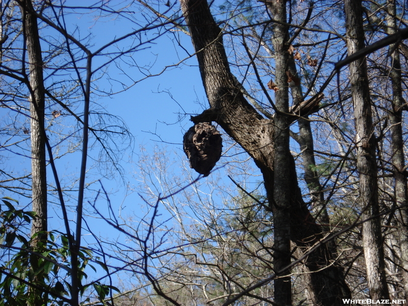 Foothills/fork Mountain Trail