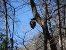 Foothills/fork Mountain Trail